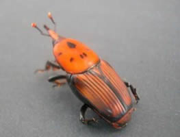 Punteruolo rosso